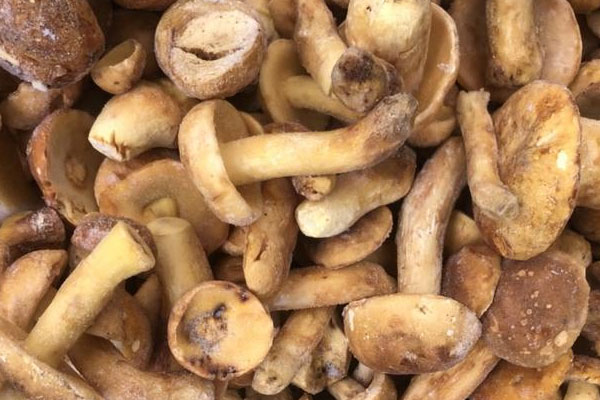 牛肝菌百里香意大利飯的食用禁忌