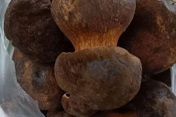 牛肝菌青口烤牛肉的食用禁忌 牛肝菌青口烤牛肉的食用禁忌