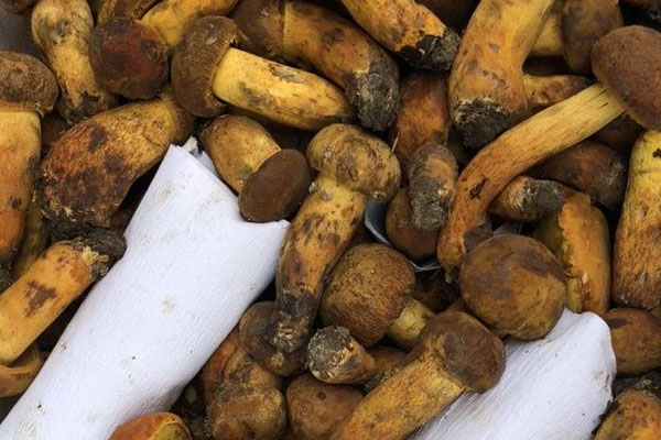 黃油牛肝菌拌意面的功效作用 黃油牛肝菌拌意面的功效作用