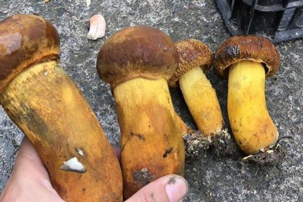 黃油牛肝菌拌意面的食用禁忌 黃油牛肝菌拌意面的食用禁忌