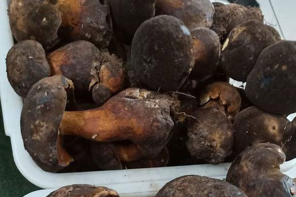 牛肝菌大雜燴的營養(yǎng)價(jià)值 牛肝菌大雜燴的營養(yǎng)價(jià)值