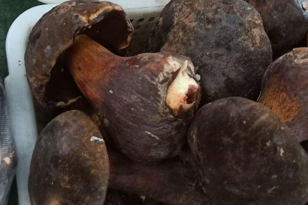 牛肝菌大雜燴的食用禁忌 牛肝菌大雜燴的食用禁忌