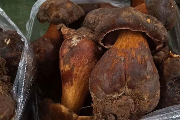 鮮牛肝菌拌米線的功效作用 鮮牛肝菌拌米線的功效作用