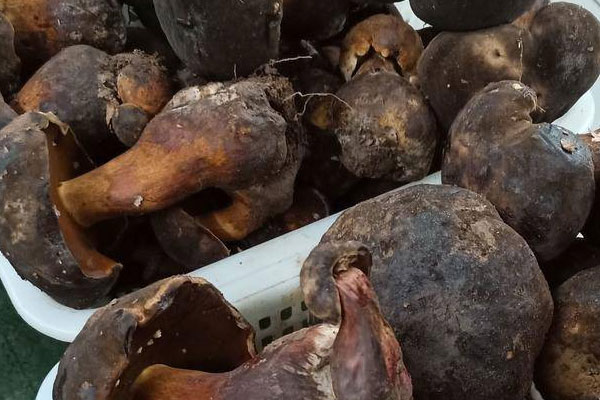 鮮牛肝菌拌米線的食用禁忌 鮮牛肝菌拌米線的食用禁忌