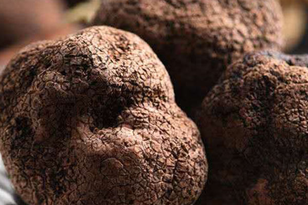 黑松露菠菜雞肉燉飯的食用禁忌