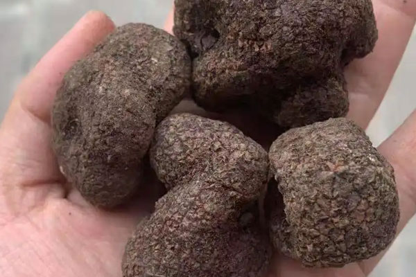 黑松露烤面的禁忌人群