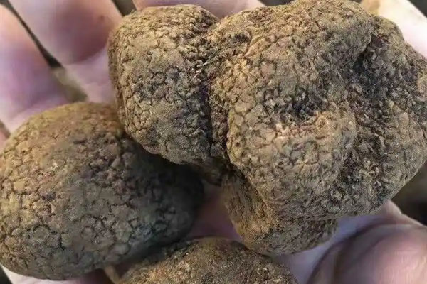 黑松露帶子炒蘆筍的功效作用 黑松露帶子炒蘆筍的功效作用