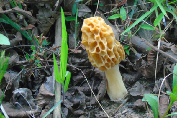 羊肚菌放冷藏室可以保存多久時間，干羊肚菌可以放冷藏嗎