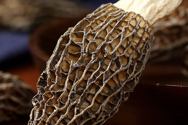 干羊肚菌能放冷藏嗎 干羊肚菌能放冷藏嗎