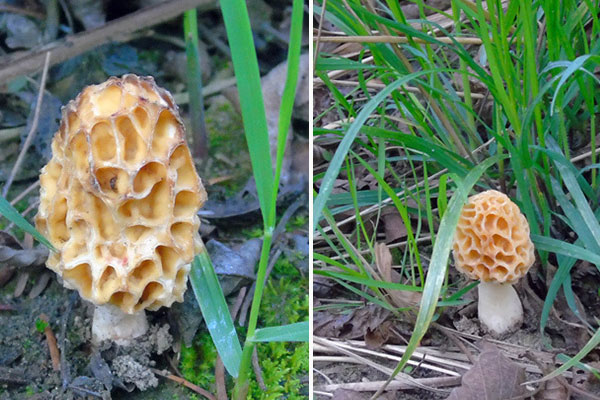 網(wǎng)上購買的羊肚菌應(yīng)該怎么處理 網(wǎng)上購買的羊肚菌應(yīng)該怎么處理