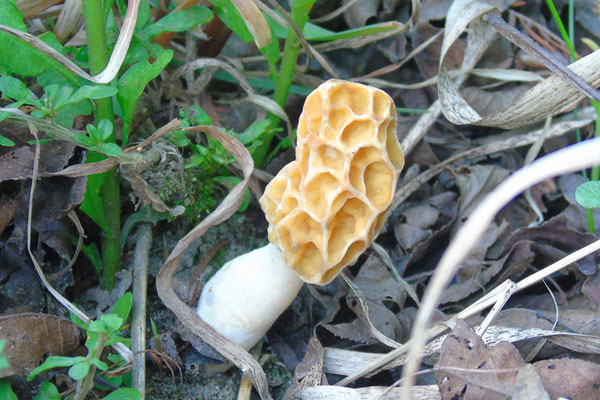 牛肚菌和羊肚菌的區(qū)別，羊肚菌的食用禁忌