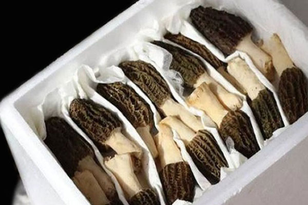 新鮮羊肚菌的三種保存方法 新鮮羊肚菌的三種保存方法