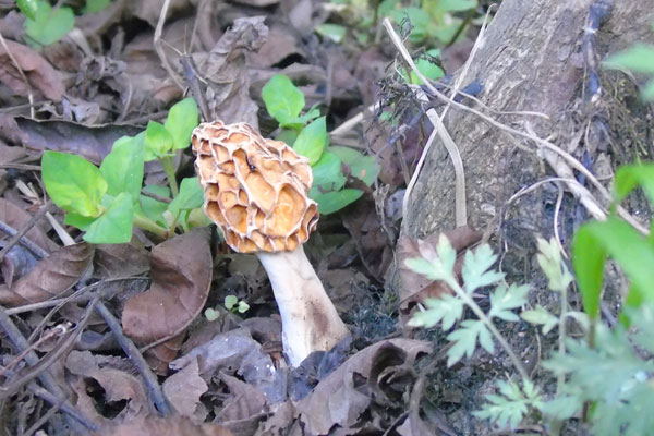 野生羊肚菌是哪里的特產(chǎn) 野生羊肚菌是哪里的特產(chǎn)