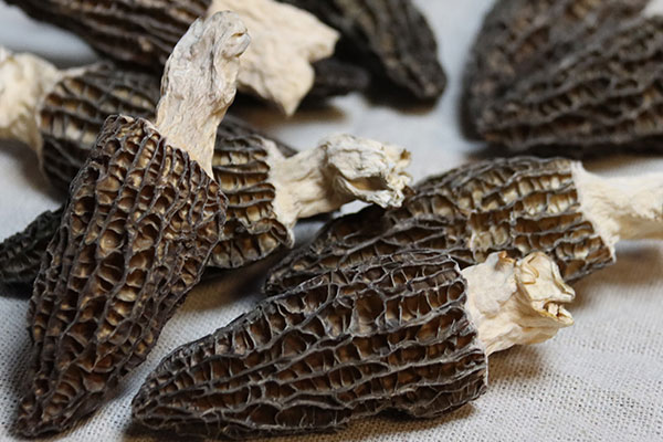 羊肚菌是藥用菌嗎 羊肚菌是藥用菌嗎