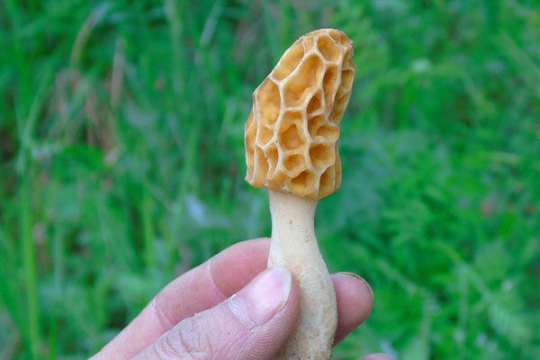 羊肚菌什么味道，羊肚菌苦不苦