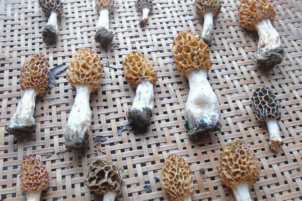 羊肚菌苦嗎 羊肚菌苦嗎