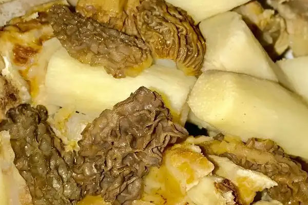 我國食用羊肚菌的歷史 我國食用羊肚菌的歷史