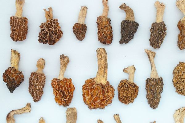 干羊肚菌要不要泡發(fā) 干羊肚菌要不要泡發(fā)