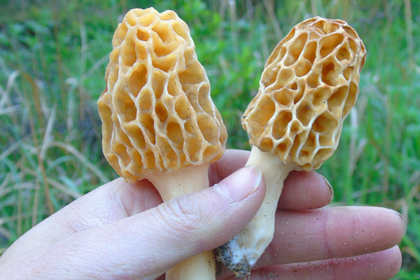 吃羊肚菌對身體的好處 吃羊肚菌對身體的好處