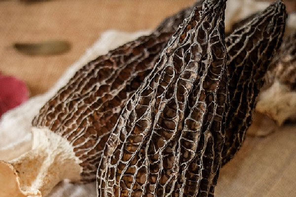 如何泡發(fā)羊肚菌 如何泡發(fā)羊肚菌