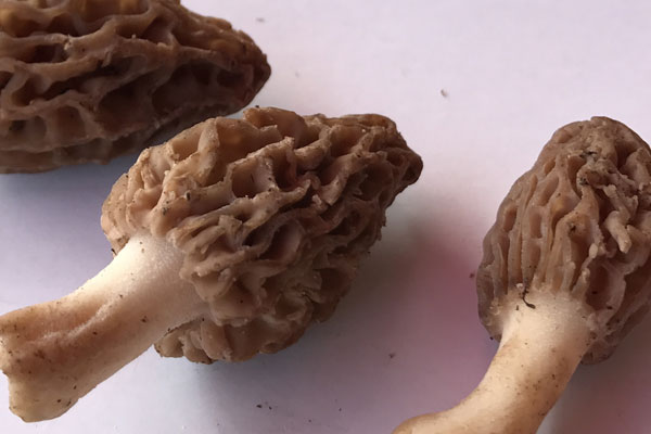 羊肚菌怎么處理不會中毒，羊肚菌可以煮什么粥