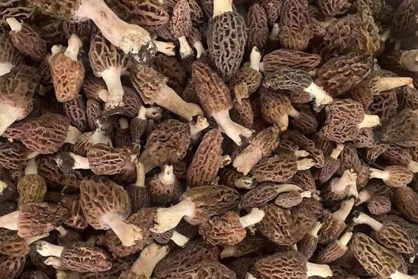 羊肚菌可以長期食用嗎 羊肚菌可以長期食用嗎