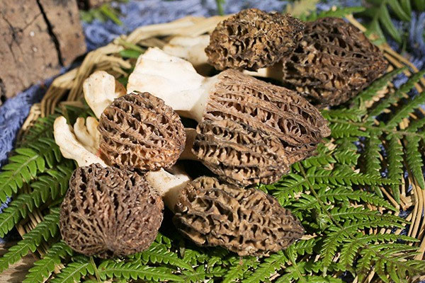 新鮮羊肚菌好清洗嗎，肝功能不好可以吃羊肚菌嗎