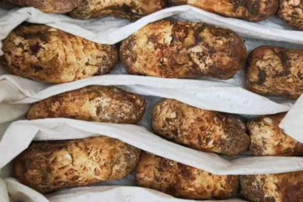 松茸最有營(yíng)養(yǎng)的部位，凍松茸發(fā)酸能吃嗎