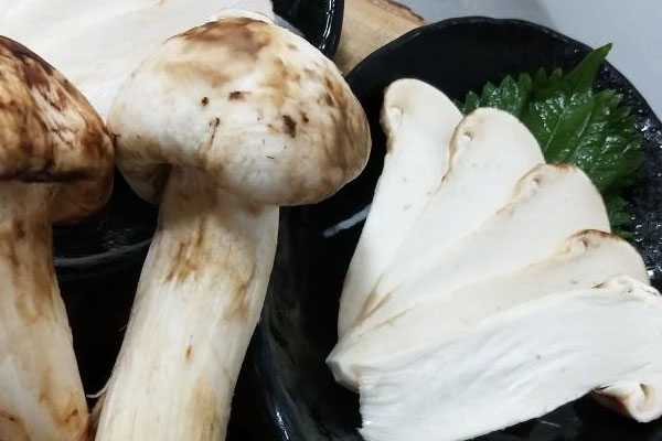 松茸變綠可以吃嗎 松茸變綠可以吃嗎