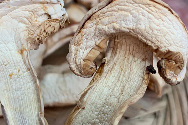 干松茸怎么存放更好，泡了8小時的干松茸可以吃嗎