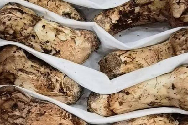 新鮮松茸怎么存放不變質(zhì) 新鮮松茸怎么存放不變質(zhì)