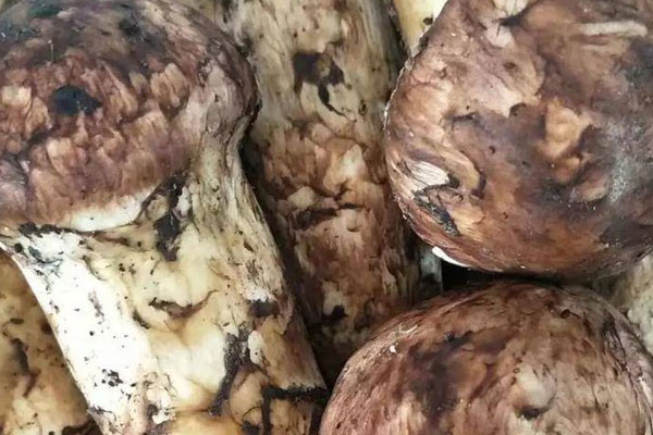 松茸名字起源于哪里 松茸名字起源于哪里