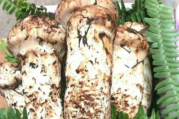 松茸是海拔越高越好嗎，松茸是越大越好嗎