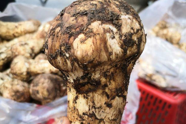 新鮮松茸越大越好嗎 新鮮松茸越大越好嗎