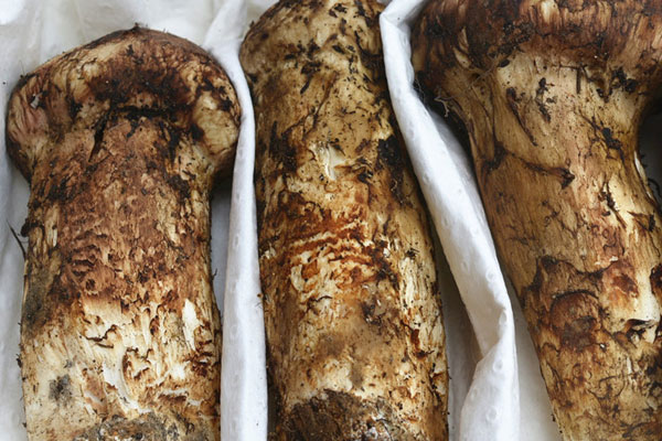 松茸頭和根哪個營養(yǎng)，大皰性類天皰瘡可以吃松茸嗎