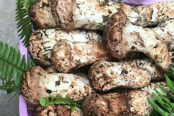 松茸喜歡生長在哪個方向 松茸喜歡生長在哪個方向