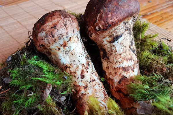 松茸可以提高免疫力嗎，松茸去濕氣嗎