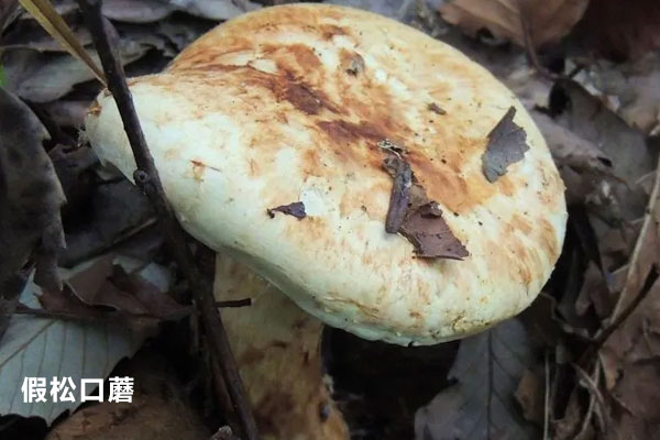 什么是假松口蘑 什么是假松口蘑
