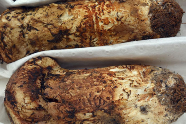 野生松茸為什么不能水洗 野生松茸為什么不能水洗