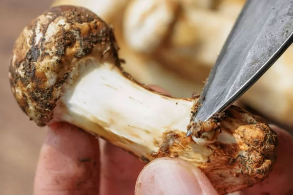 松茸排骨胡蘿卜燜飯的功效作用