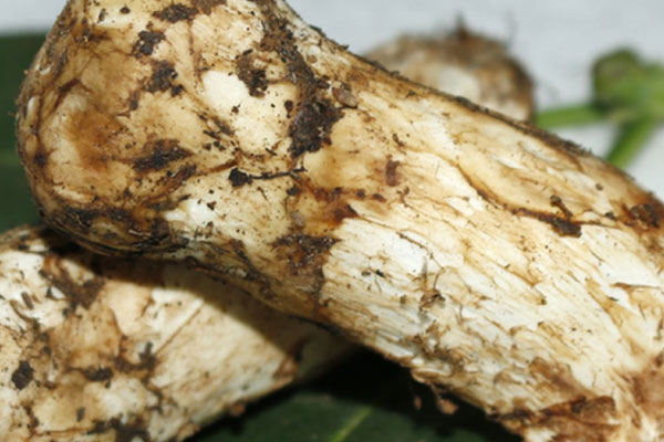 松茸燕麥蟲草撈飯的功效作用 松茸燕麥蟲草撈飯的功效作用