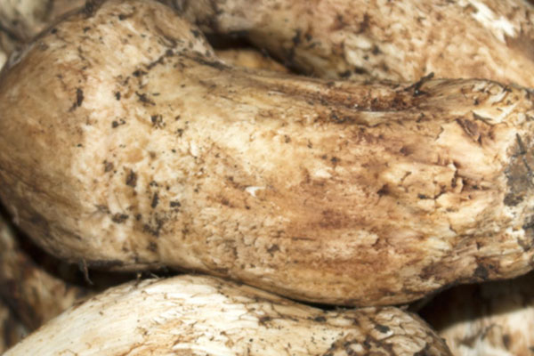 松茸燕麥蟲草撈飯的食用禁忌 松茸燕麥蟲草撈飯的食用禁忌