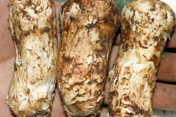 松茸口蘑燜雞的營(yíng)養(yǎng)價(jià)值 松茸口蘑燜雞的營(yíng)養(yǎng)價(jià)值