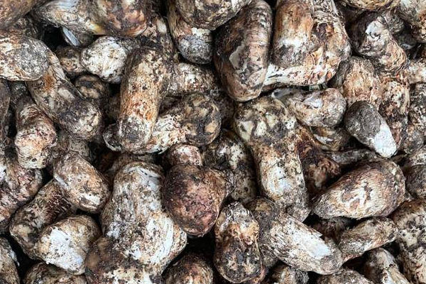 松茸口蘑燜雞的食用禁忌 松茸口蘑燜雞的食用禁忌