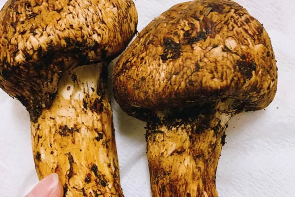 松茸蝦仁土瓶蒸的功效作用 松茸蝦仁土瓶蒸的功效作用