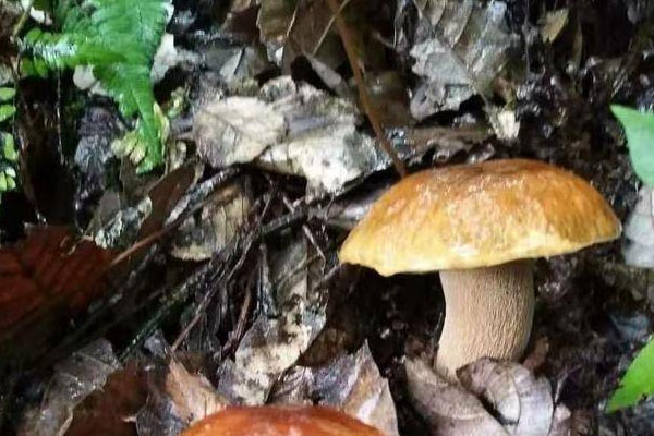 喉嚨發(fā)炎可以吃牛肝菌嗎，黃牛肝菌是熱性還是涼性