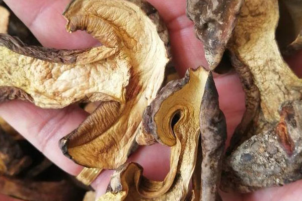 牛肝菌可以燉魚嗎 牛肝菌可以燉魚嗎