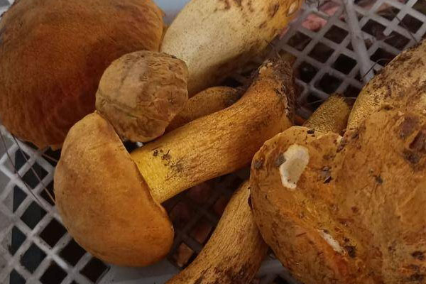 黃牛肝菌有幾種，牛肝菌哪一個(gè)品種最好吃