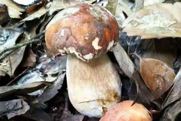 牛肝菌哪種品種最好吃 牛肝菌哪種品種最好吃