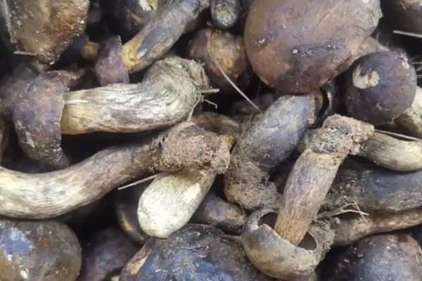 牛肝菌的主要成分 牛肝菌的主要成分